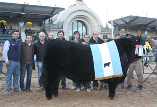Macho_Angus